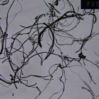 Short OH Functionalized Multi Walled Carbon Nanotubes 20-30nm